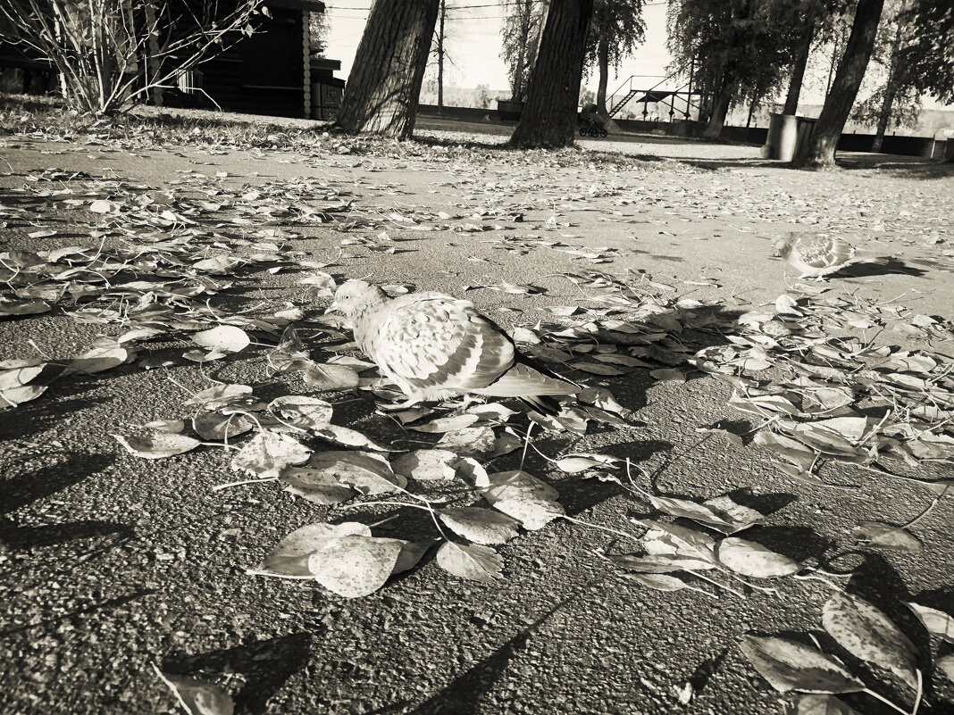 Не забывайте кормить птиц! - Денис Безногов