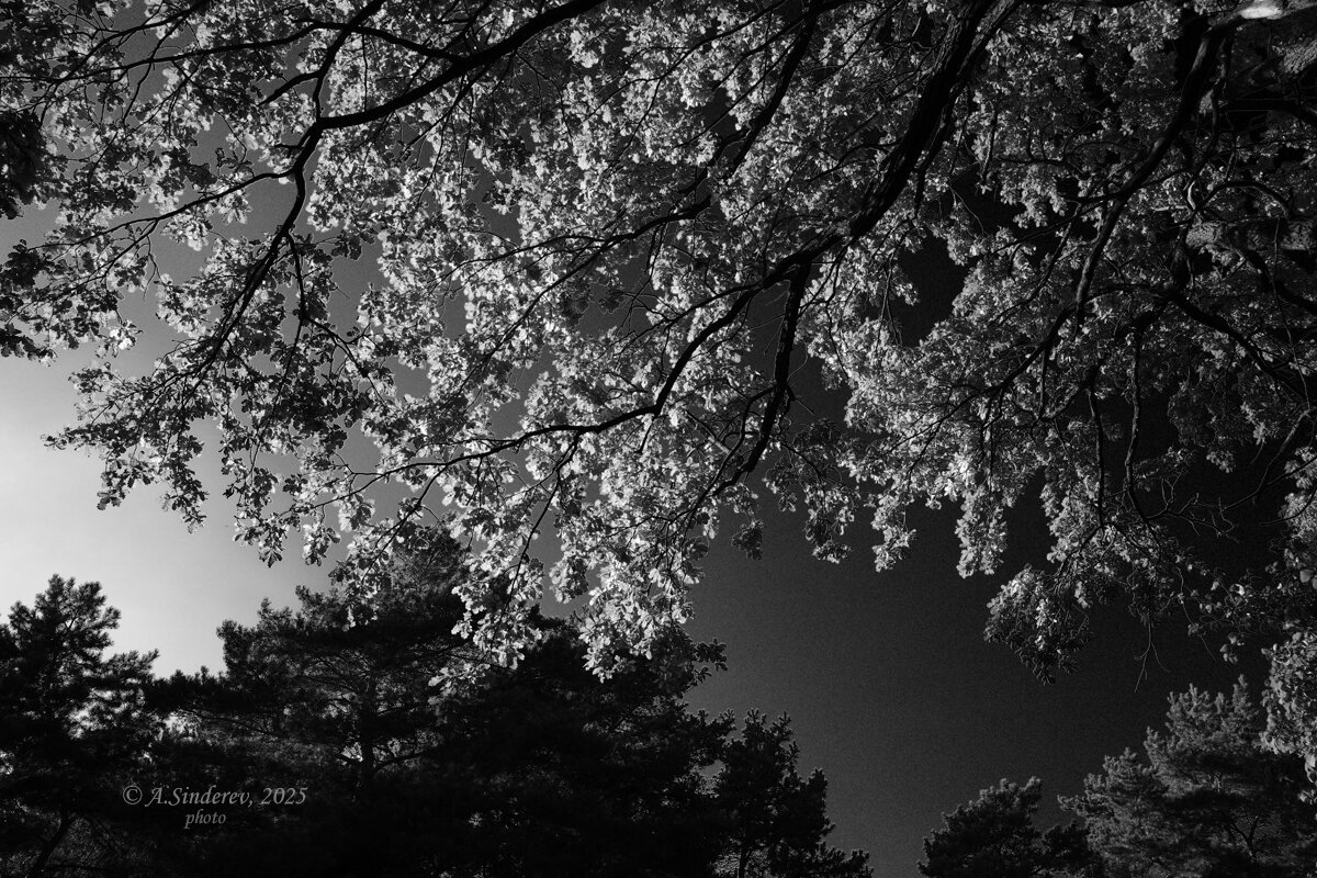 Ветки - Александр Синдерёв Ветки - Александр Синдерёв