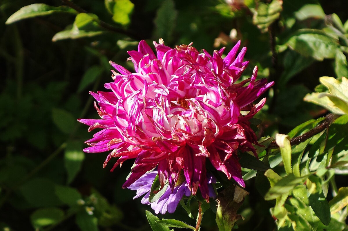 Астра - Рита Симонова