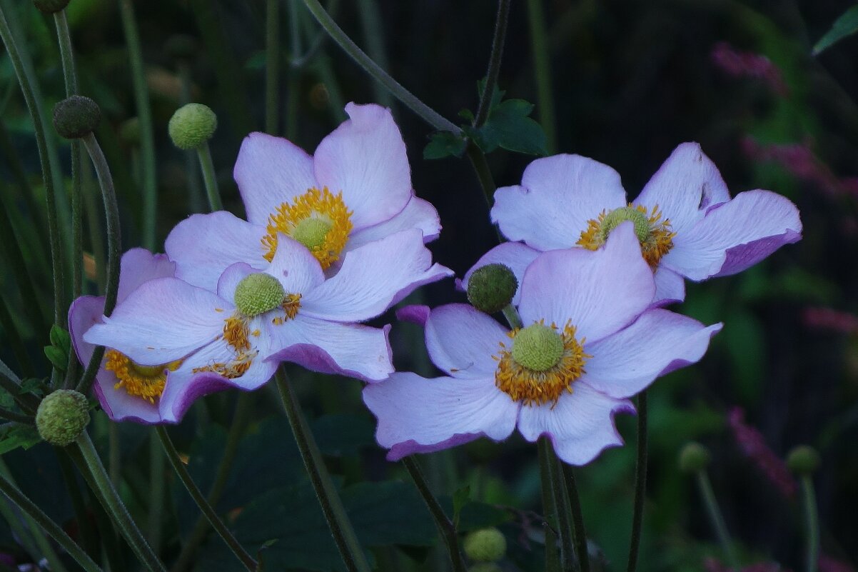 Ветреница - Рита Симонова