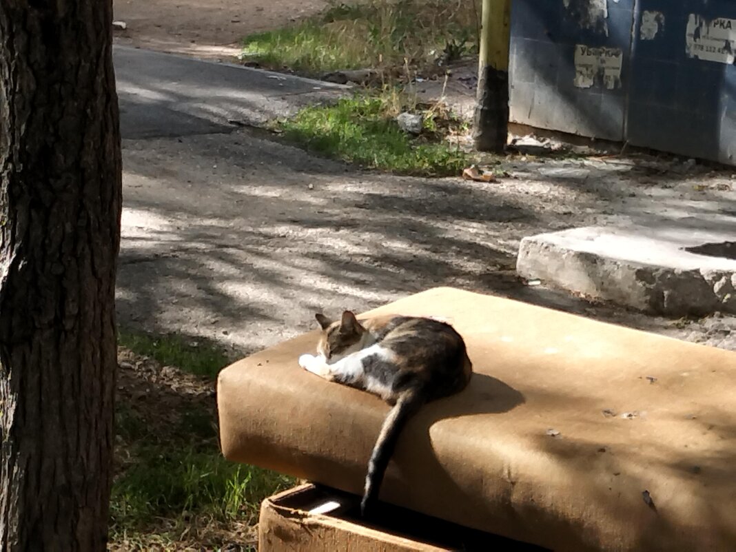 Отдых в последних солнечных днях - Giant Tao /