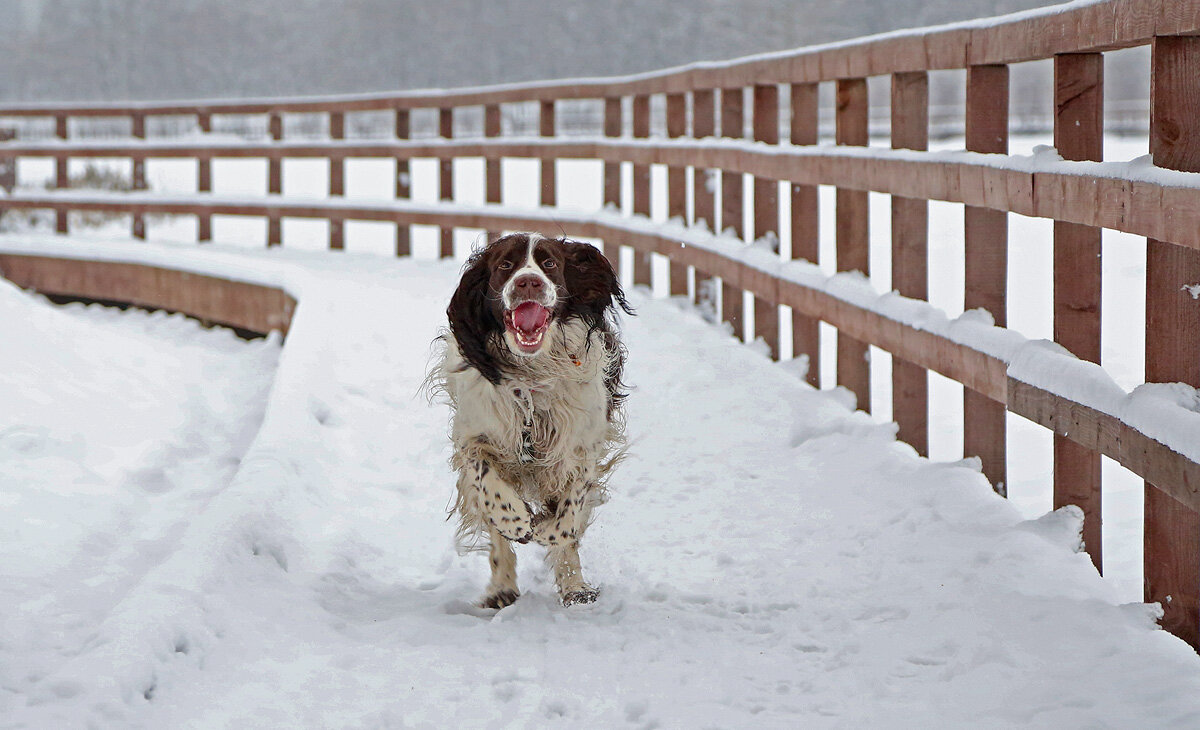 навстречу - Ирина С навстречу - Ирина С