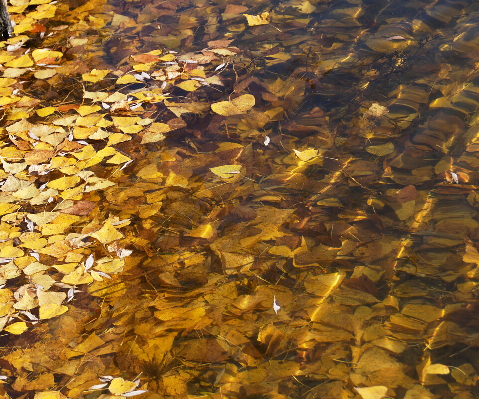 Листья - Наталия Григорьева