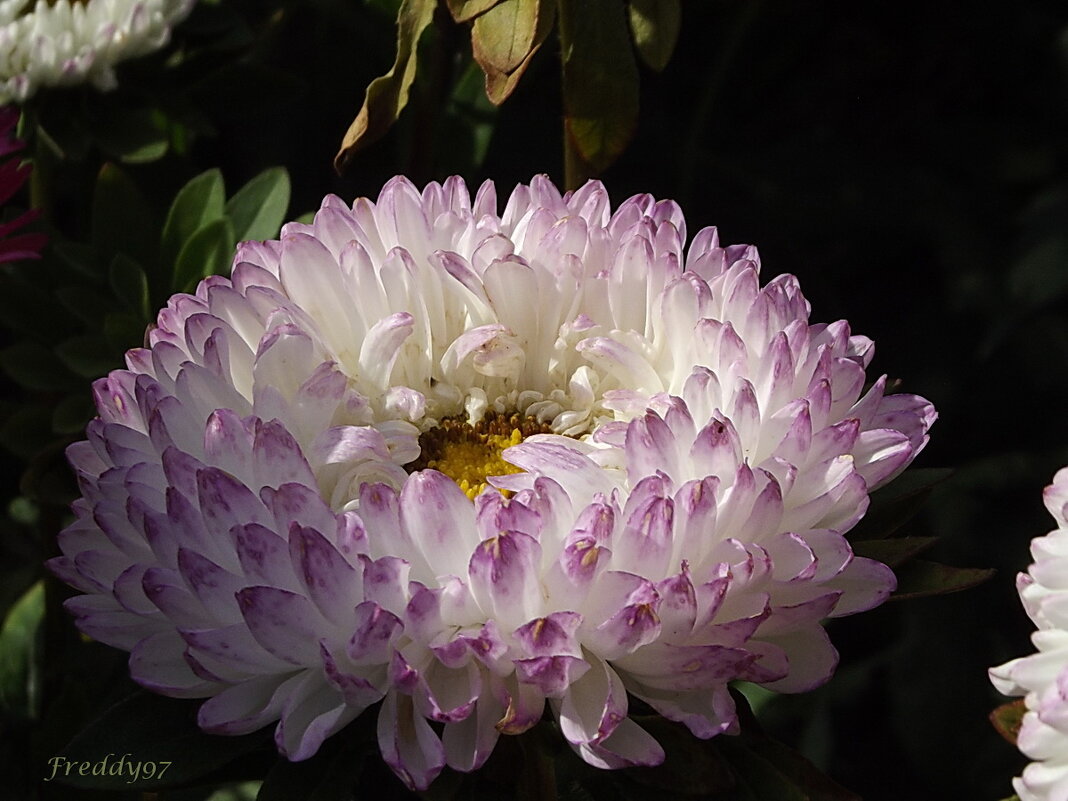 Астра - Freddy 97