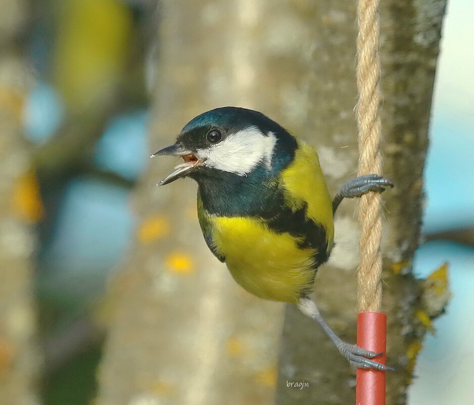 про синчку... - Andrey Bragin 