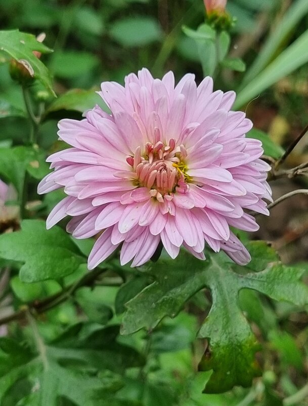 Хризантема - Наталья 