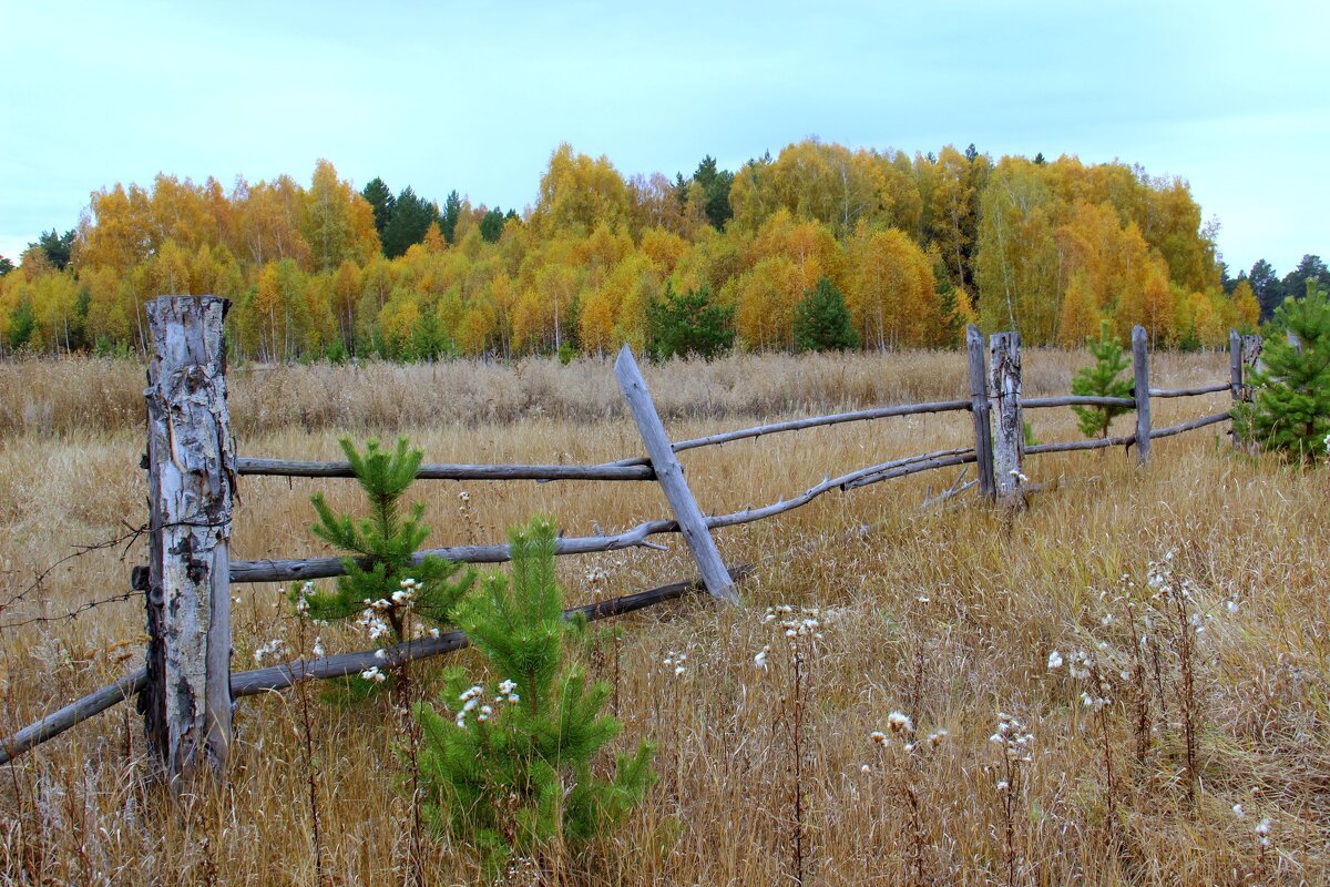 Осенний лес - Владимир Помазан