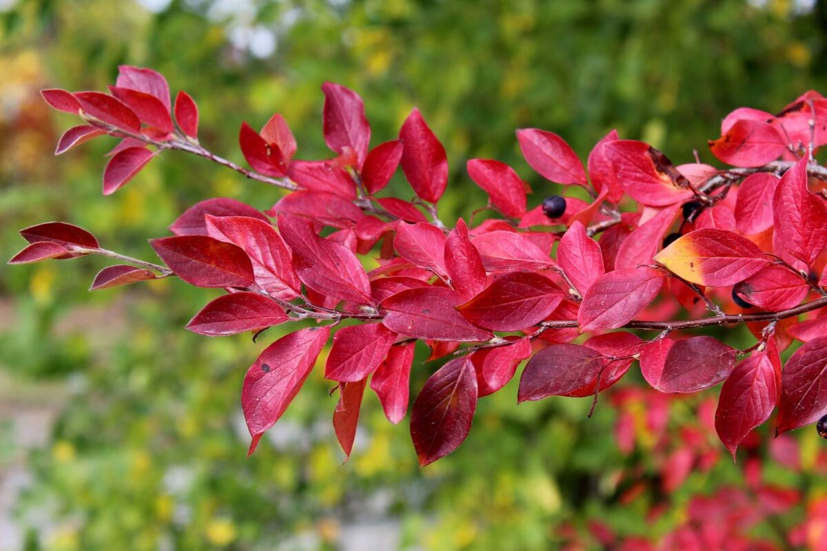 Веточка - Владимир Помазан