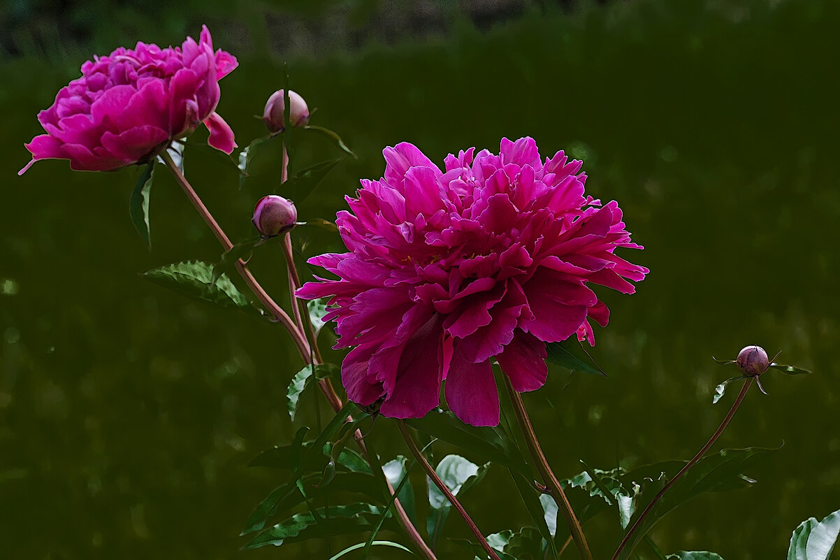 Пион. - Александр 