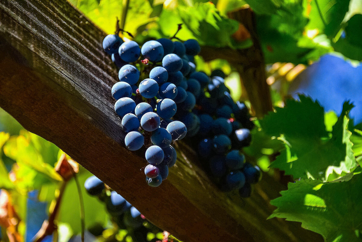 виноград - Дмитрий Лупандин