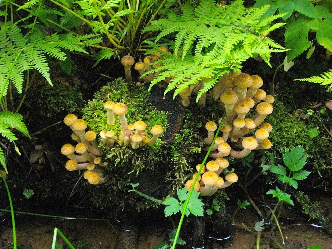 Опята осенние. - VasiLina *