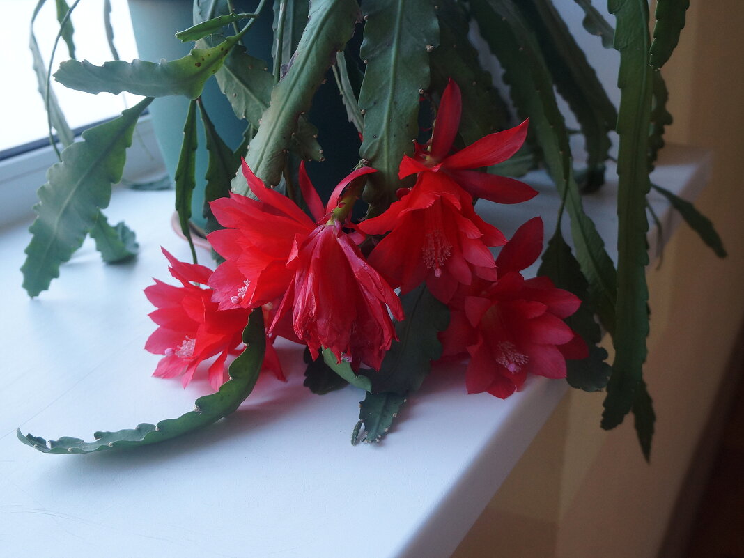 эпифиллум - zavitok * эпифиллум - zavitok *