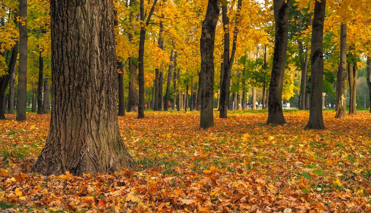 Осенние - юрий поляков Осенние - юрий поляков
