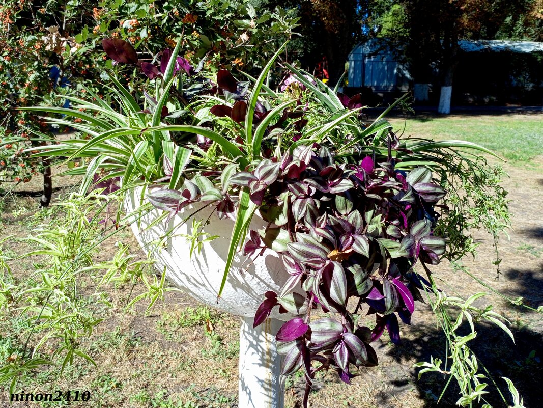 Осень в парке Октября - Нина Бутко