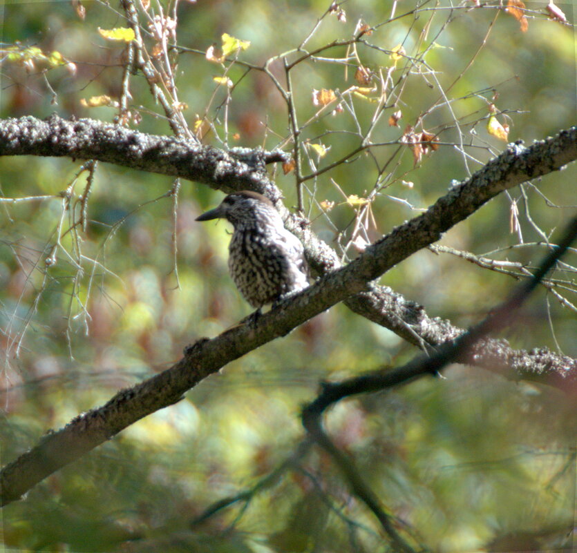 Кедровка в городском парке - Сергей Владимирович Егоров