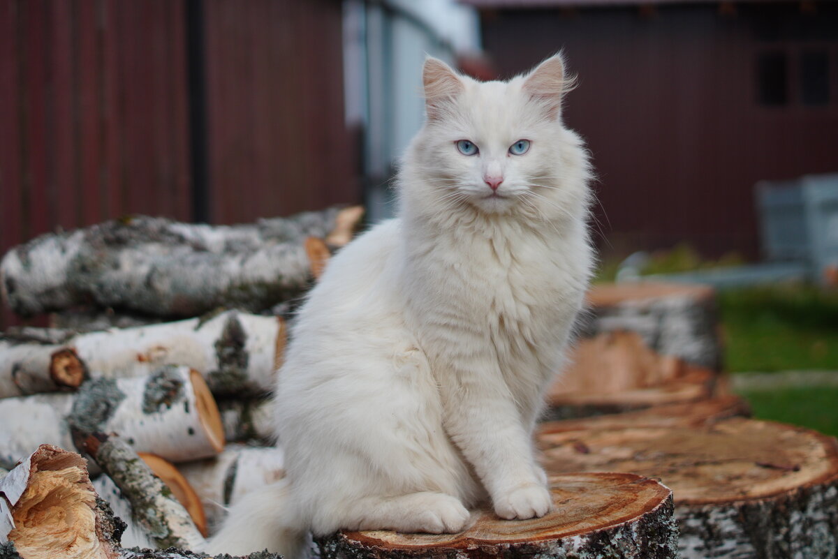 На березовом троне - Сергей Ц