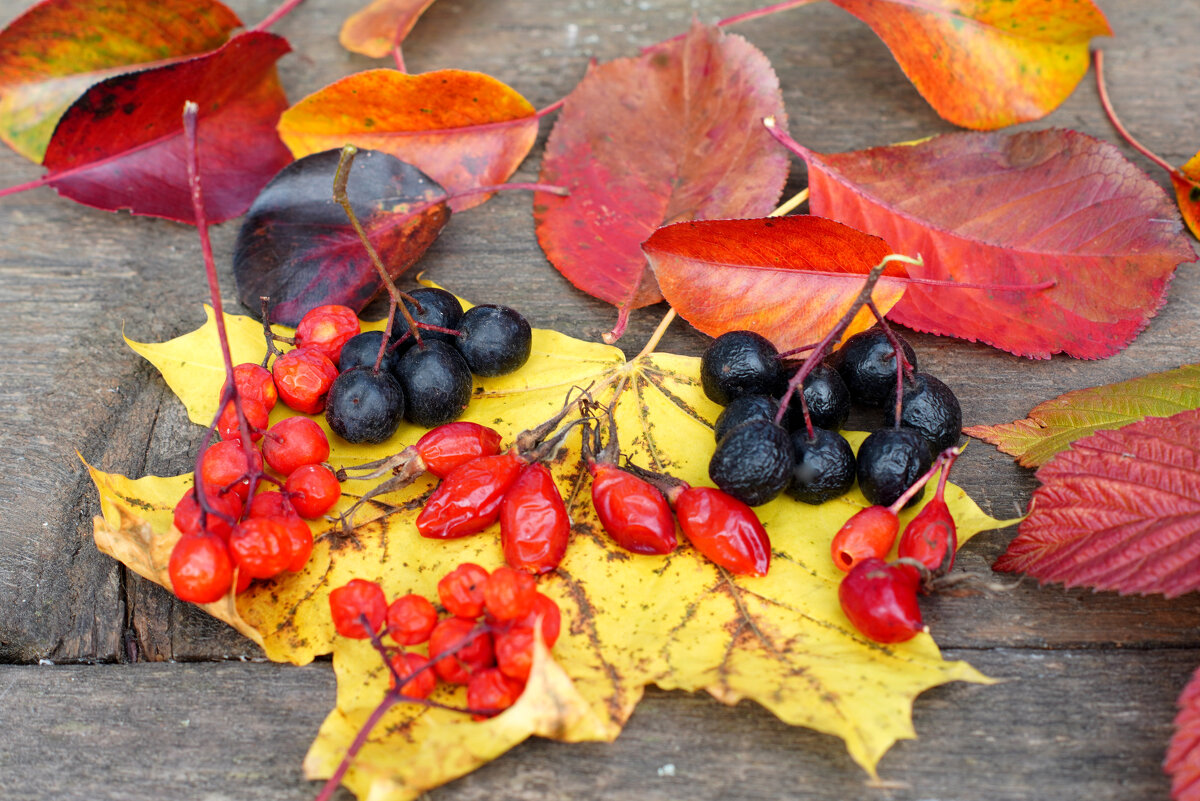 Осенние ягоды - Сергей Ц