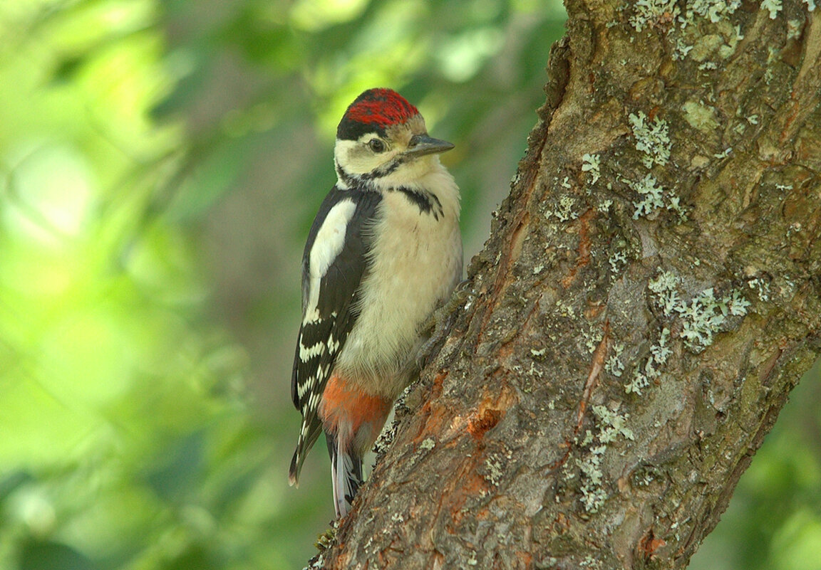... - Вячеслав Минаев