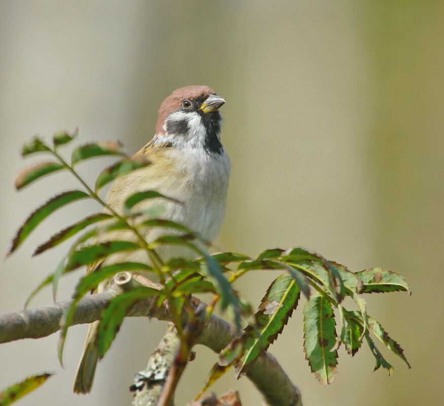 полевой воробушек - Andrey Bragin 