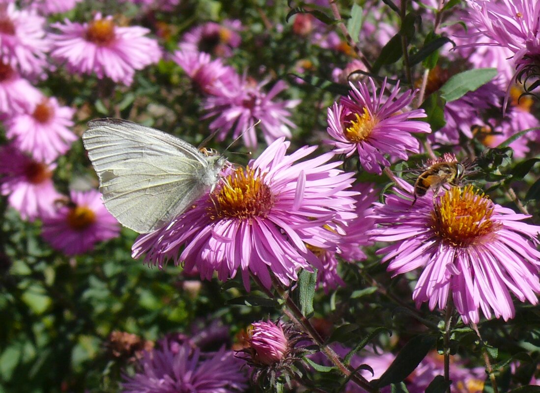 Моменты сентября - Елена Елена