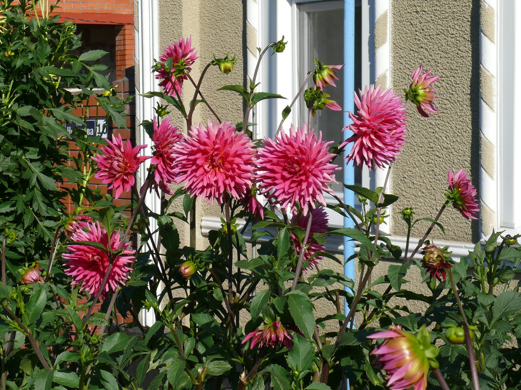 Георгины - Елена Елена