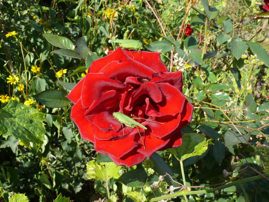 Зелёные гости на красном цветке - Елена Елена