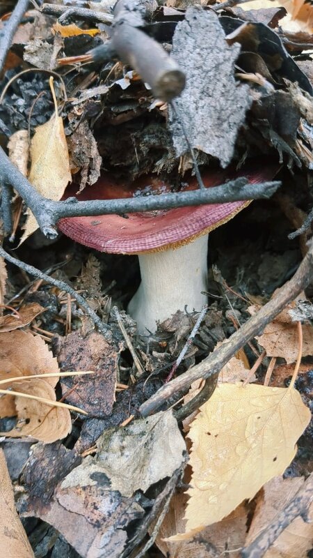 Сыроежка осенняя - Георгиевич 