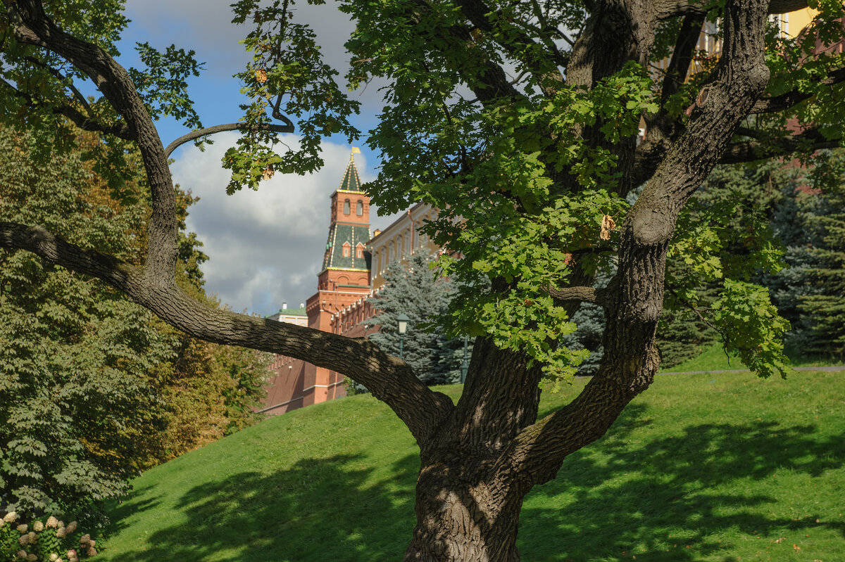 Старый дуб. - Николай 