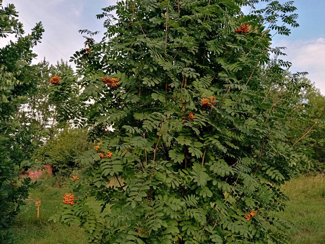 Рябина. - Владимир Драгунский
