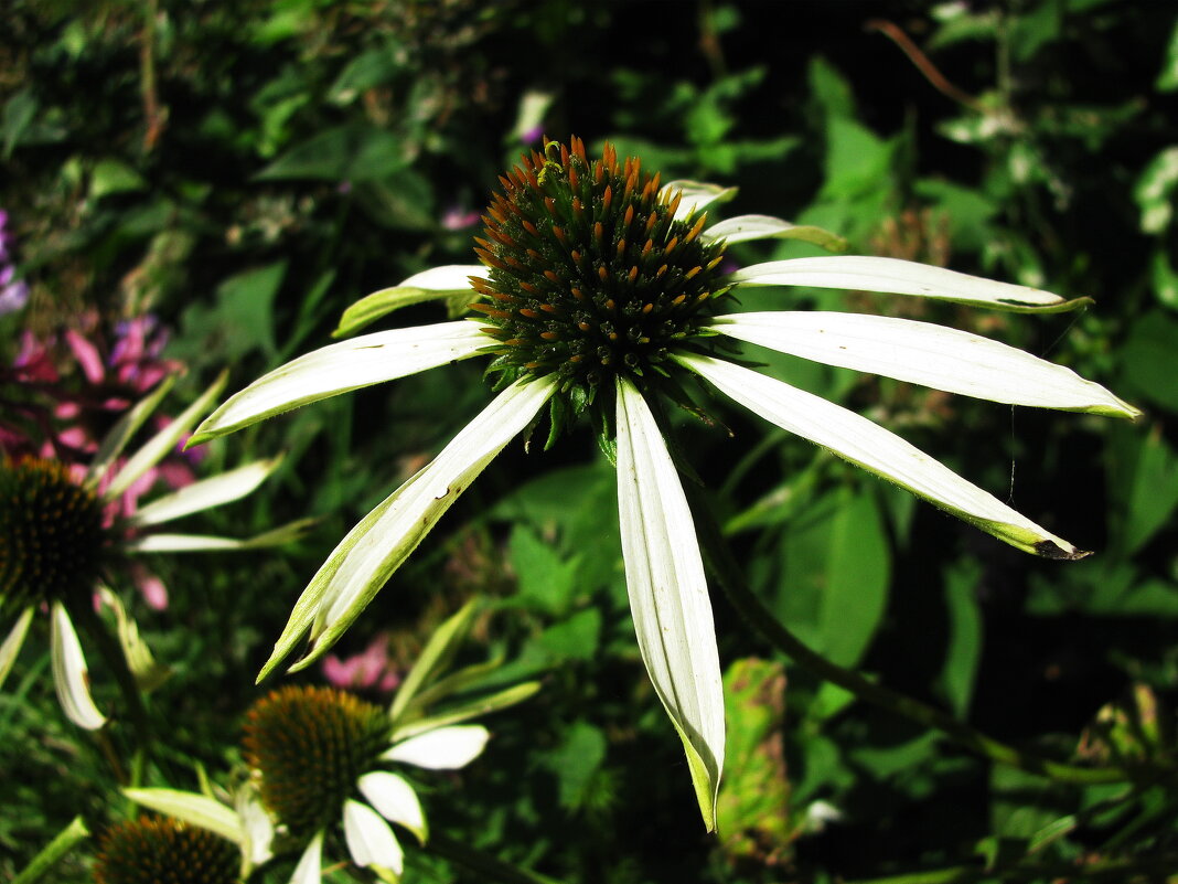Нежная красота - Людмила Смородинская