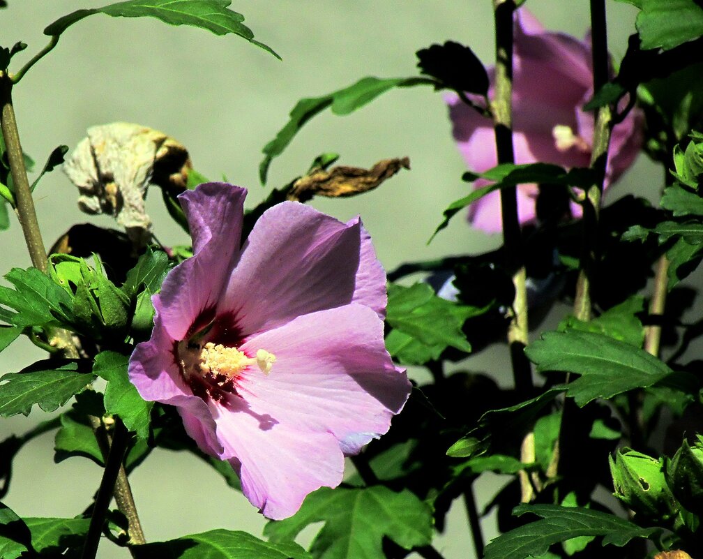 Растительный мир - Роман Савоцкий Растительный мир - Роман Савоцкий