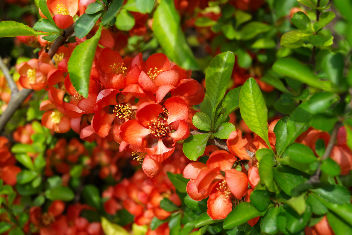 Айва японская 2-х летняя - Александр Лычагин