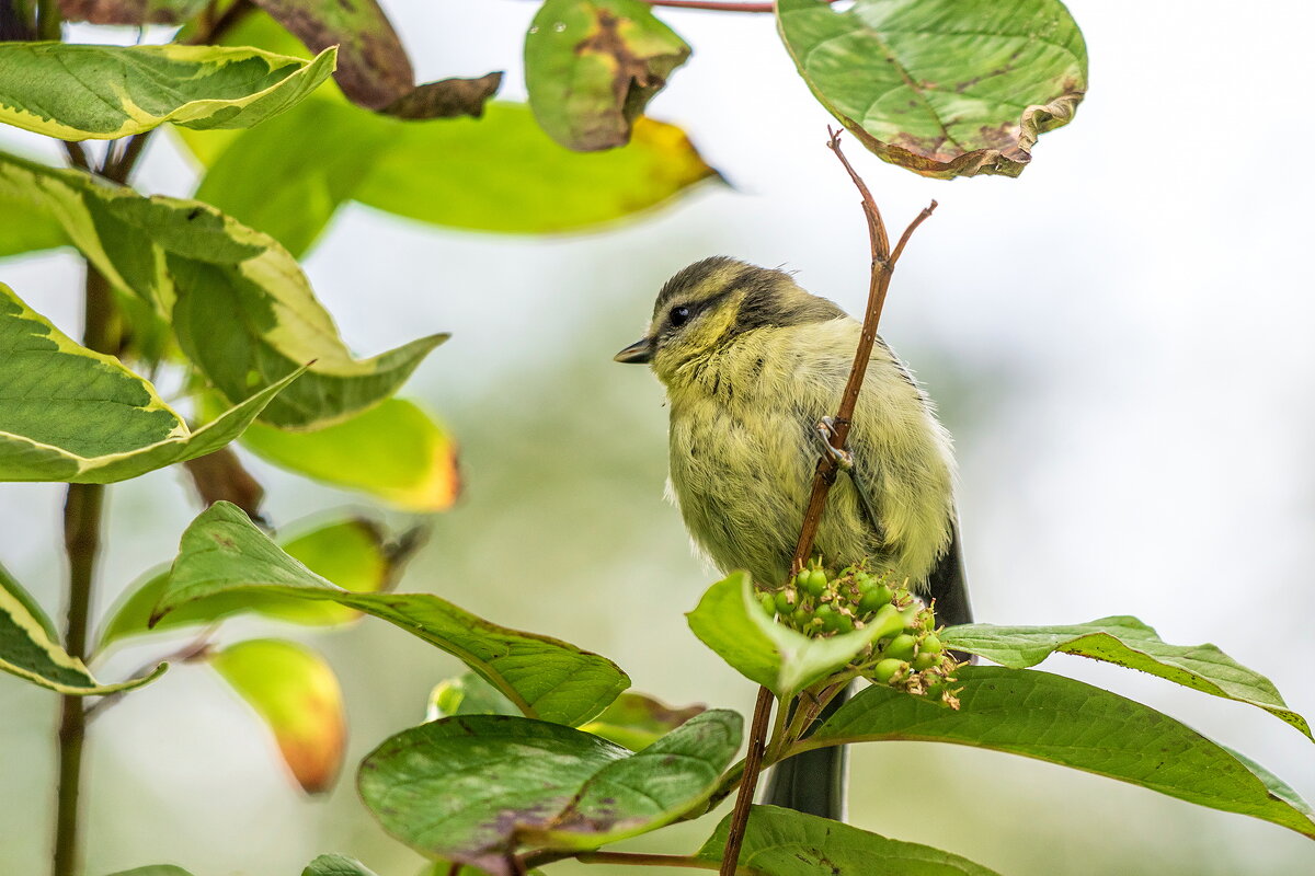 Обыкновенная лазоревка. - Анатолий. Chesnavik.