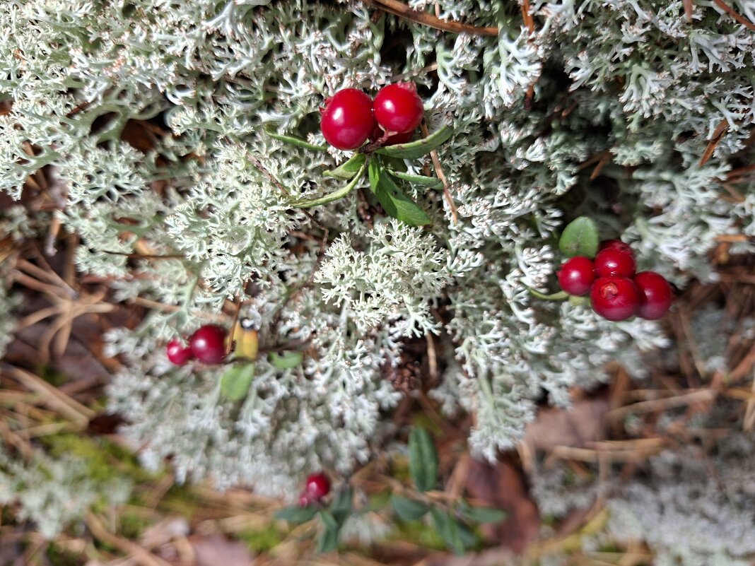 пора за брусникой - ИРЭН@ .