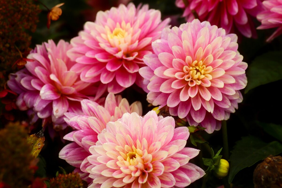 Доброе утро - Юрий. Шмаков