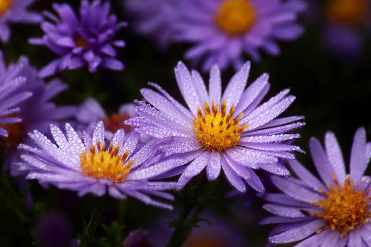 Октябрины - Юрий. Шмаков