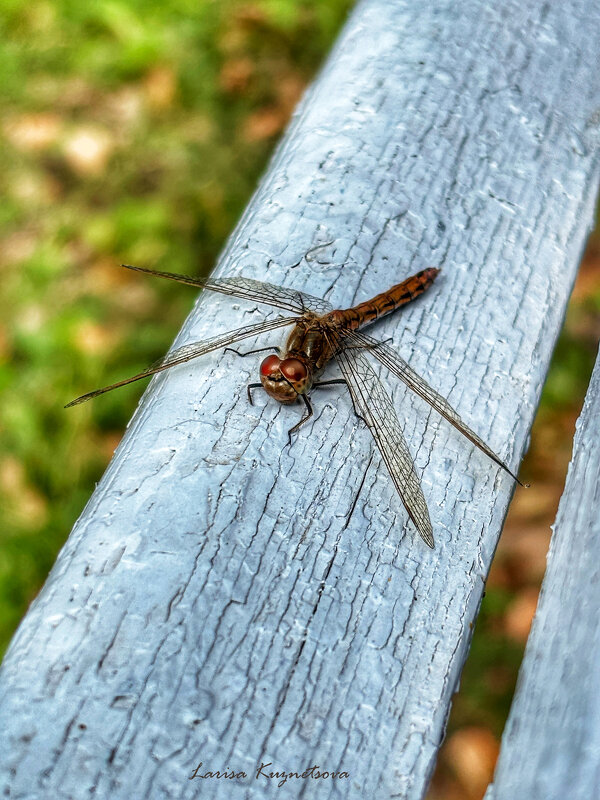 Стрекоза - Larisa Kuznetsova