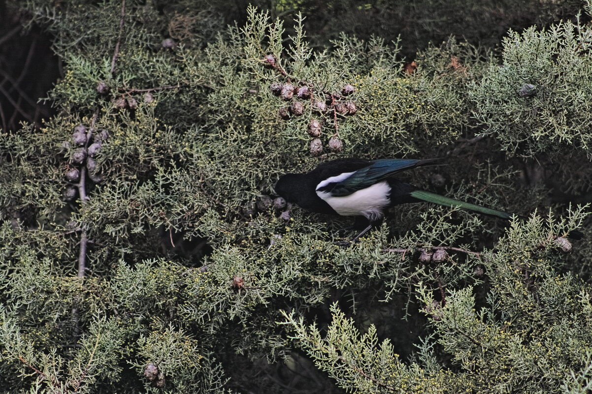 Хорошо спрятаный чипс ,залог сытой зимы... - Giant Tao /