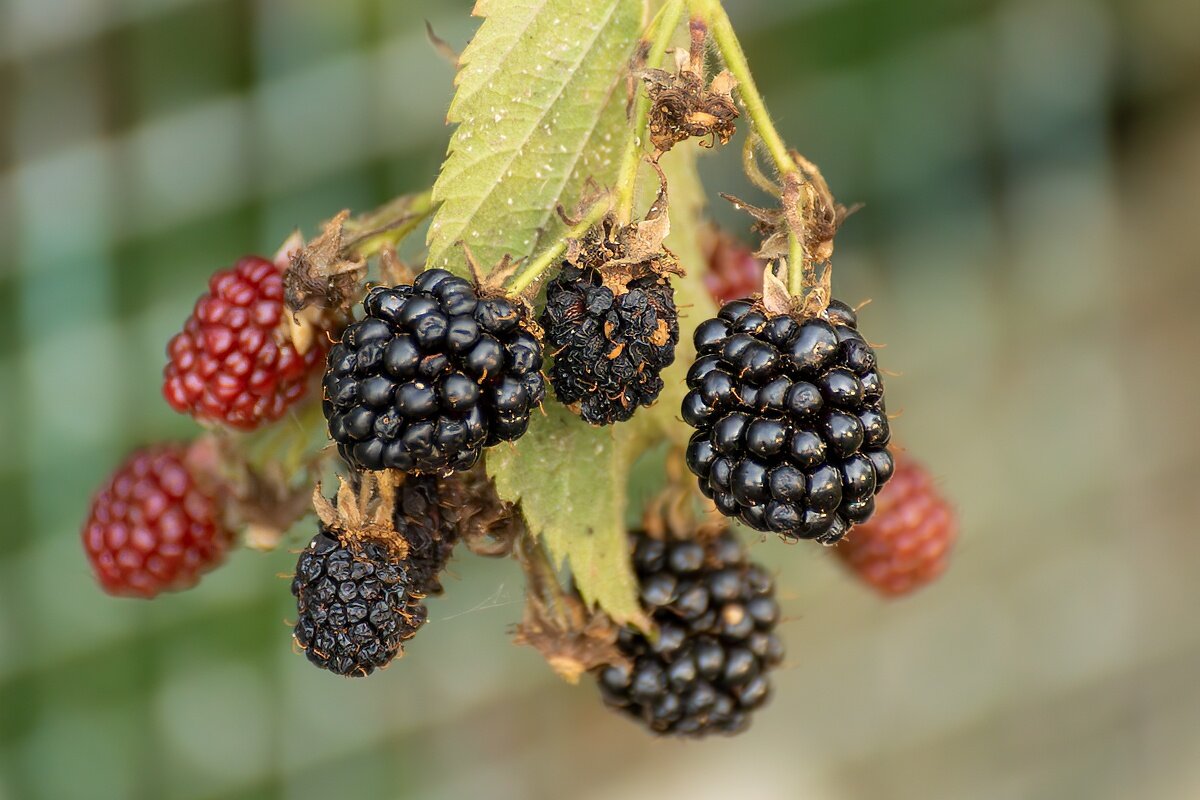 Ежевика - Игорь Сикорский