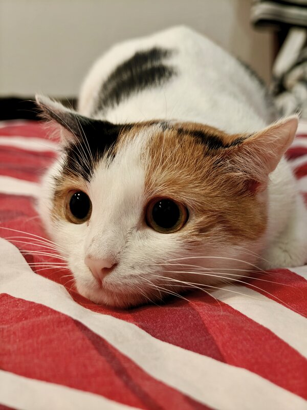 Кошка - Надежда 