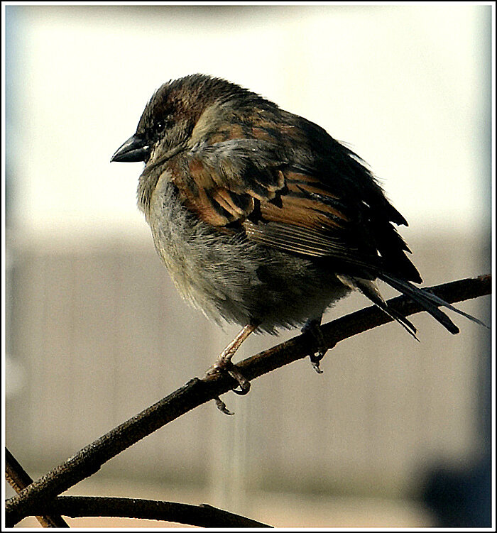 Настало времечко.... - Aleksandr Gal