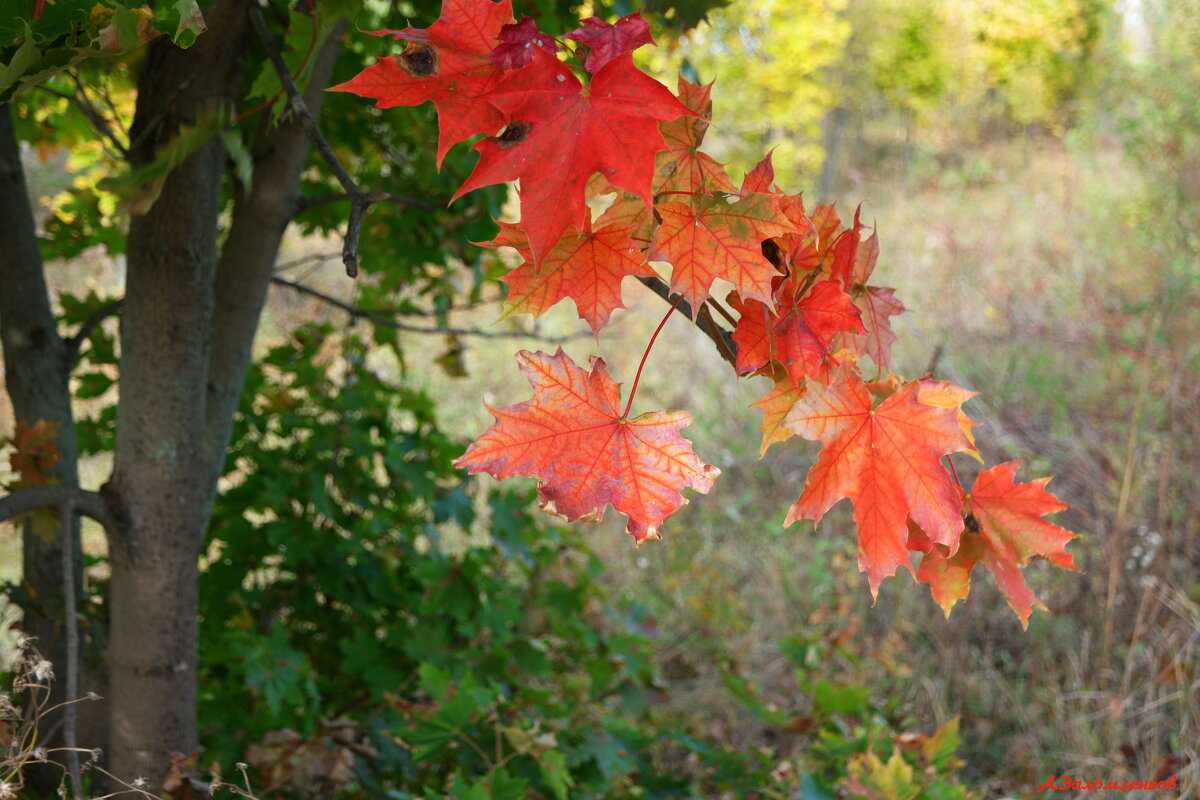 О красных флагах ооктября.... - Андрей Заломленков