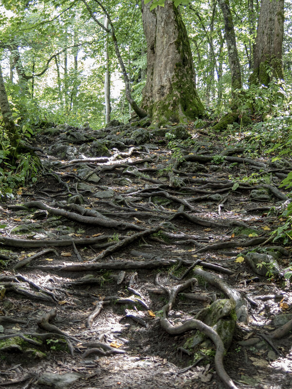 корни - Вадим 