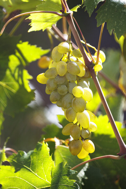 Урожай - Светлана Тихонина