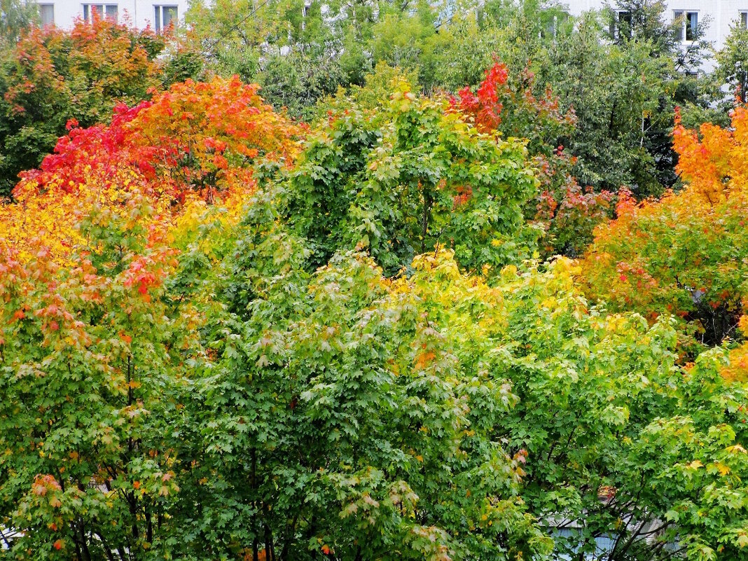 Палитра осени - Ольга Довженко