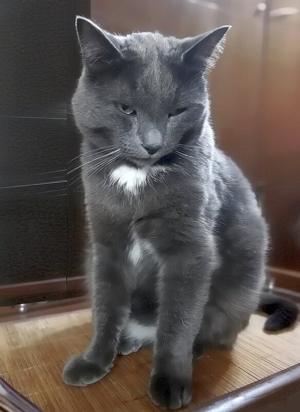 Басик на посту - Ольга Довженко