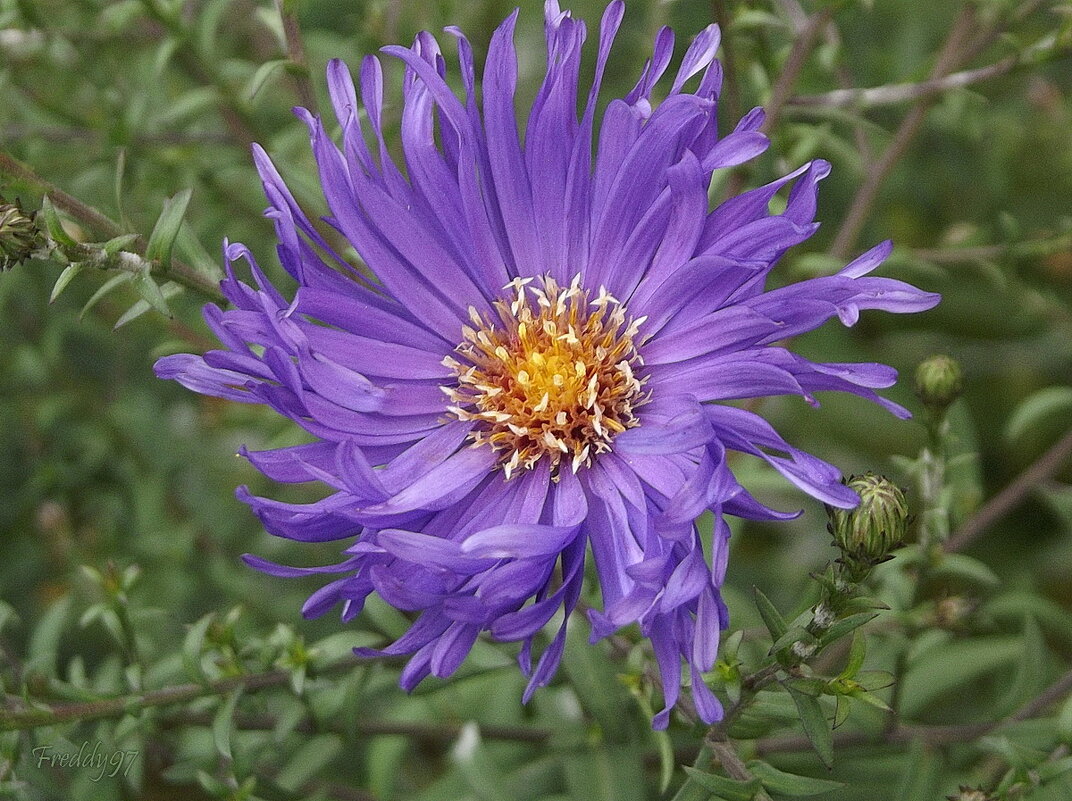 Зимняя астра - Freddy 97