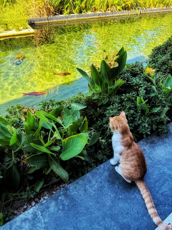 Про рыжего котёнка и золотую рыбку - Сергей Б.