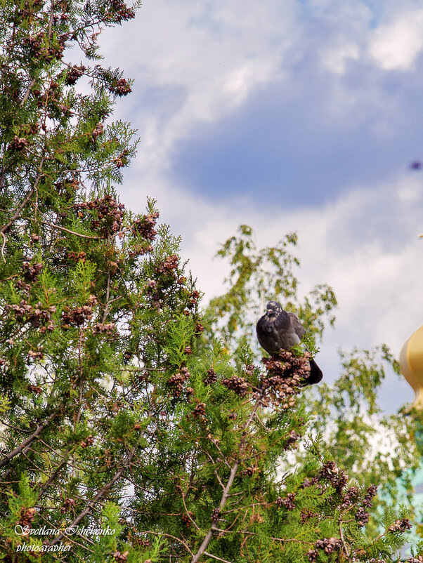 ... - Светлана Ищенко
