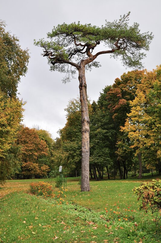 Сосна - Александр Конов